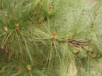 Pinus canariensi